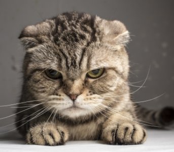 CopyKittens: Report Details Possible Iranian Threat Group