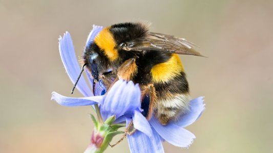 Notorious Bumblebee Malware Re-emerges with New Attack Methods