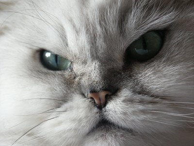 #BHUSA: The 9 Lives of the Charming Kitten Nation-State Attacker