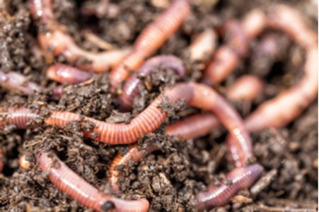 Consumers Terrified After Hackers Worm into Nests