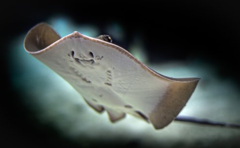 Snoopy: A Non-NSA Flying Stingray