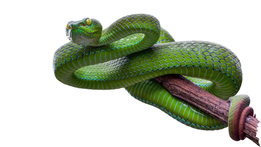 Arid Viper Campaign Targets Arabic-Speaking Users