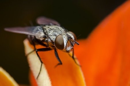 Fruitfly Malware Creator Allegedly Spied on Victims for 13 Years