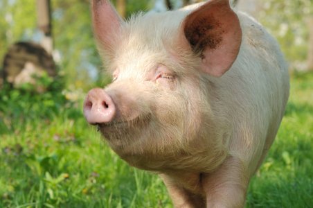 Swine flu challenges information security