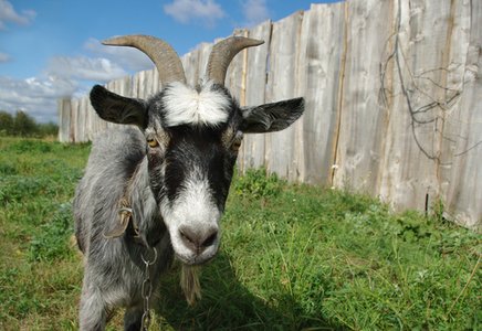 CISO: Chief Infosec Scapegoat Officer