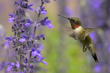 Lookout: HummingBad is Just Shedun Renamed