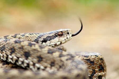 Trend Micro: Arid Viper Could be the Start of Something Big