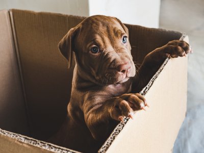 San Francisco Law Firm Investigating PupBox Data Breach
