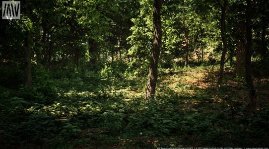 New Unreal Engine 5 Broadleaf Forest Tech Demo available for download