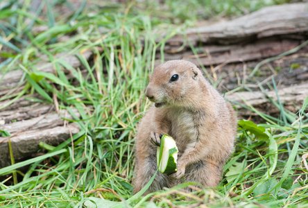 Vulnerability Found in Kasa Camera