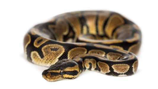 Python-Based Tool FBot Disrupts Cloud Security
