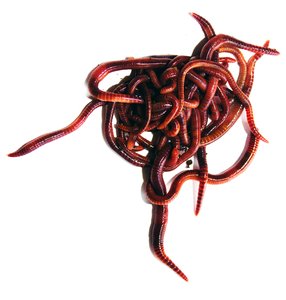 Samas RansomWorm Snakes Through Whole Domains