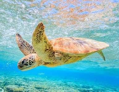 Sea Turtle DNS Hijackers Go After More Victims
