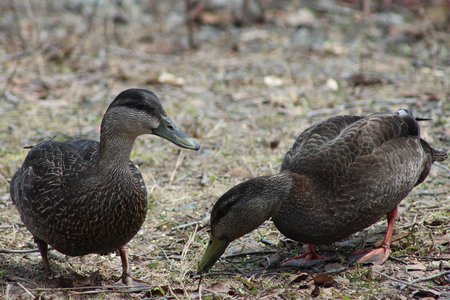 Apache Struts Vulns Threatens Fortune 500 Data