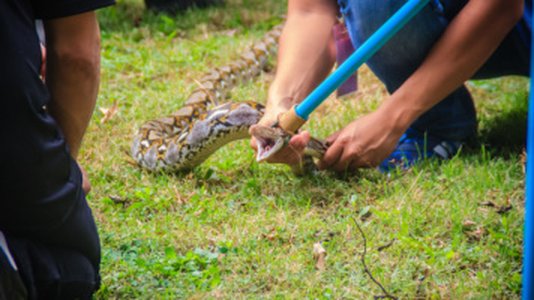 NSA and Allies Uncover Russian Snake Malware Network in 50+ Countries