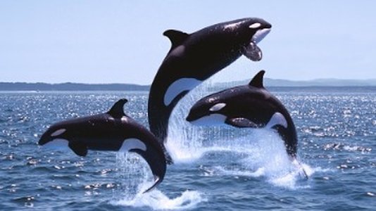 Orca Security Nets $55m Series B Funding