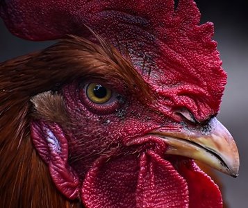 Fake Payment Page Tricks Rooster Teeth Customers