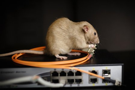 Pests Force Estonian Government Offline