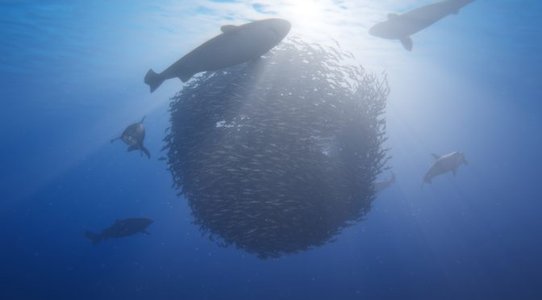 Beyond Blue is a new underwater exploration game, coming to PC in early 2019