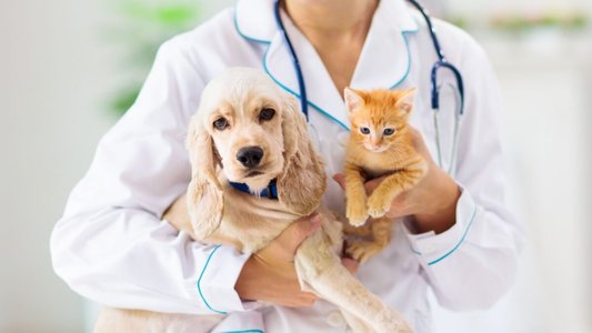 Veterinary Giant CVS Reveals Major Cyber-Attack