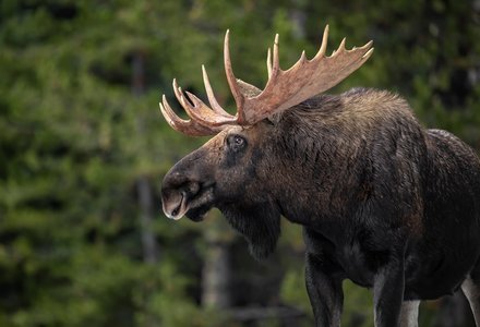 Moose Remain Unaware of Lottery Privacy Breach