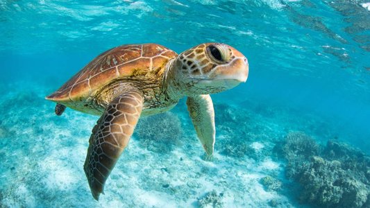 Turkish APT Sea Turtle Resurfaces, Spies on Dutch IT Firms
